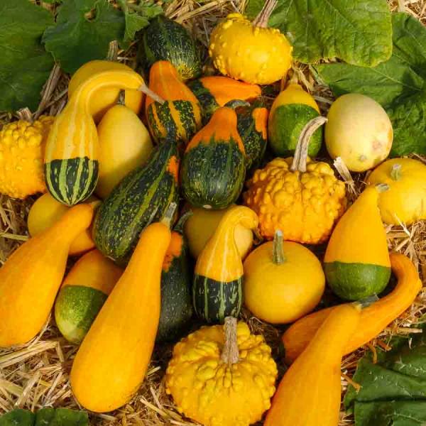 Fleurs - Coloquinte Variée - face recto